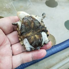 かわいいルパン顔　ヌマヨコクビガメ　　おチビちゃん　飼育容易　交換可 − 東京都