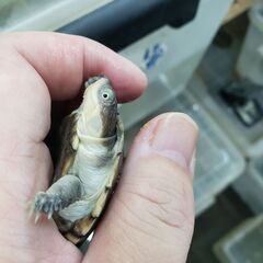 かわいいルパン顔　ヌマヨコクビガメ　　おチビちゃん　飼育容易　交換可 - 地元のお店