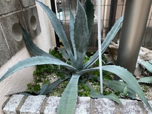 アガベ　アメリカーナ　抜き苗