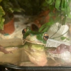 クツワアマガエル