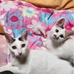 しろみけ❤️島子ちゃん - 猫