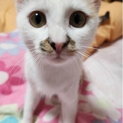 しろみけ❤️島子ちゃん - 長崎市