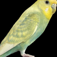 迷子のセキセイインコを探してます