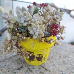 多肉植物寄せ植え