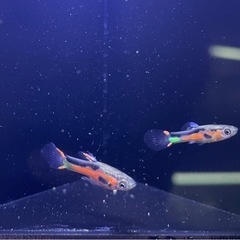 エンドラーズ　　お歳暮2ペア