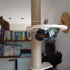 高めのキャットタワー差し上げます