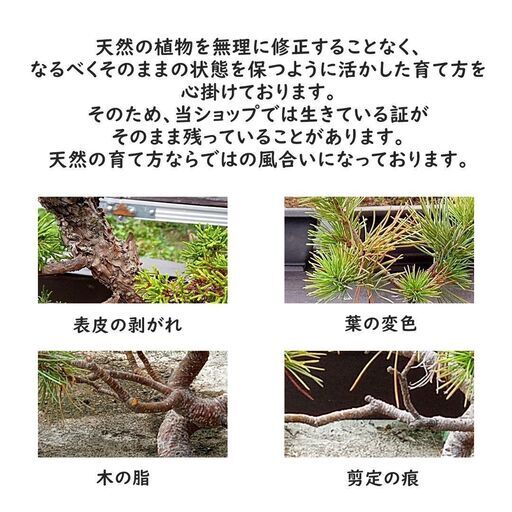 黒龍 黒松 樹齢11年 中品盆栽 小品盆栽 鉢付き