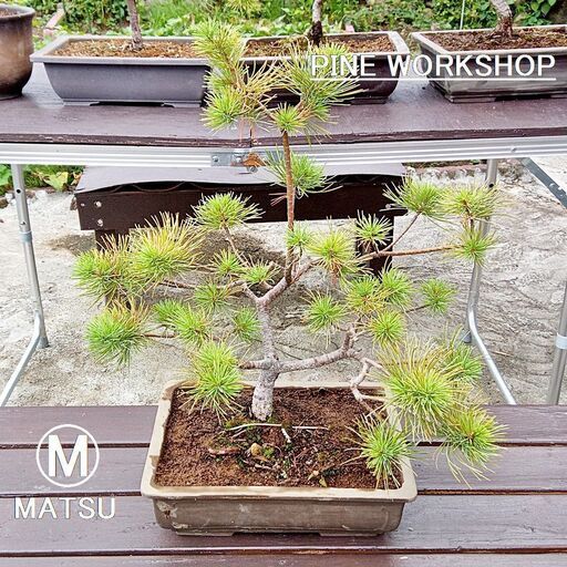 三段松 五葉松 樹齢10年 中品盆栽 鉢付き