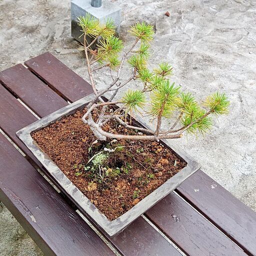 横烈 五葉松 樹齢11年 本物 中品盆栽 小品盆栽 鉢付き