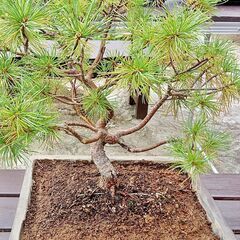 螺旋丸 五葉松 樹齢10年 中品盆栽 鉢付き