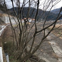 薪がいる方は、伐採して、持ち帰りok