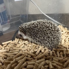 ハリネズミ