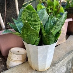 サンスベリア　トランジュ　トラノオ　植木 植物 苗  土、植木鉢付き 複数あり プランター 庭 自宅用 花壇 土 肥料の画像