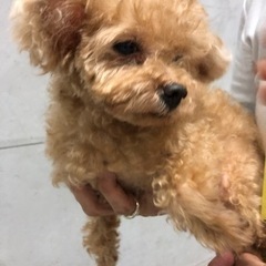 ブリード卒業のわんちゃん（代理投稿です） - 犬