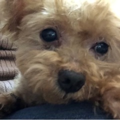 ブリード卒業のわんちゃん（代理投稿です） - 葛飾区