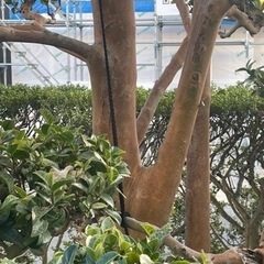樹木の苔を落として綺麗にしませんか − 福井県