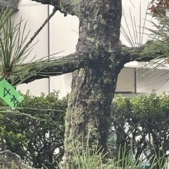 樹木の苔を落として綺麗にしませんか