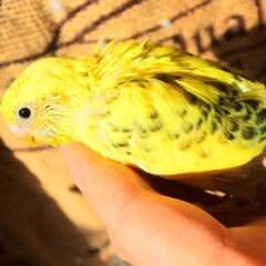 セキセイインコ雛　約１か月　２羽