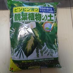【1/12 まで出品】ピンピン育つ観葉植物の土 2L + 鉢植植...
