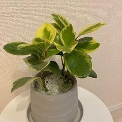 観葉植物ペペロミア　鉢と受け皿付き