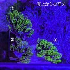 高発色メタリック スターポリプ ① ￥900