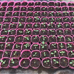 花苗の生産をしてくれる農家さん募集！の画像