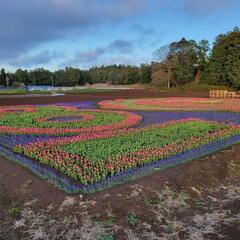 花苗の生産をしてくれる農家さん募集！の画像