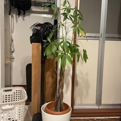 パキラ125cm 本物