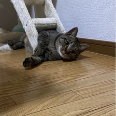 臆病ですが元気な子です！