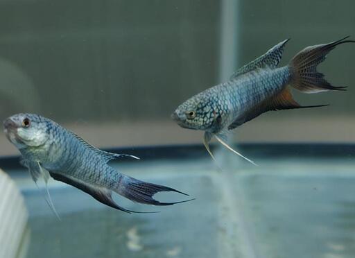 雄雌指定ok】○ブルーゼブラタイラントパラダイスフィッシュ闘魚