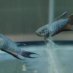 【雄雌指定ok】●ブルーゼブラタイラントパラダイスフィッシュ　闘魚　発送ok🎁の画像