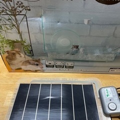 ハムスター飼育セット　ヒーター付の画像
