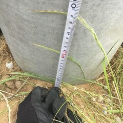 【鉾田市】電柱売ります　コンクリート製　高さ約11m 電信柱の画像