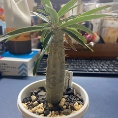 パキポディウム　カクチペス　塊根植物　多肉植物の画像