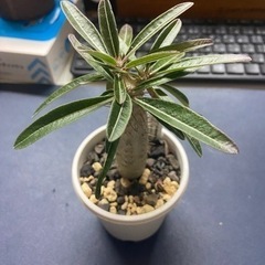 パキポディウム　カクチペス　塊根植物　多肉植物