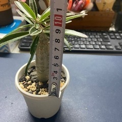 パキポディウム　カクチペス　塊根植物　多肉植物の画像