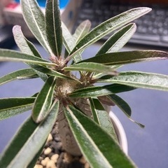 パキポディウム　カクチペス　塊根植物　多肉植物の画像