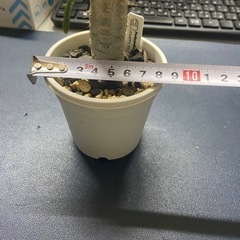 パキポディウム　カクチペス　塊根植物　多肉植物の画像