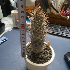 パキポディウム　ラメリー　塊根植物　多肉植物の画像