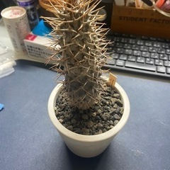 パキポディウム　ラメリー　塊根植物　多肉植物