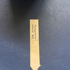 パキポディウム　ラメリー　塊根植物　多肉植物の画像