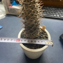 パキポディウム　ラメリー　塊根植物　多肉植物の画像