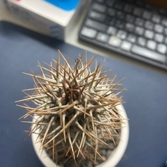 パキポディウム　ラメリー　塊根植物　多肉植物の画像