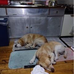 大型犬2匹
