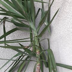 観葉植物　　ユッカ大　　　青年の木