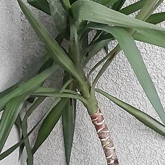 観葉植物　　ユッカ(中)　　青年の木