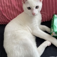 【急募】⭐︎白猫⭐︎はくまい君♂里親募集！