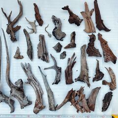 ADA多数 流木セットの画像