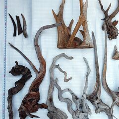 ADA多数 流木セットの画像