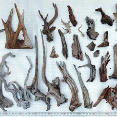 ADA多数 流木セットの画像